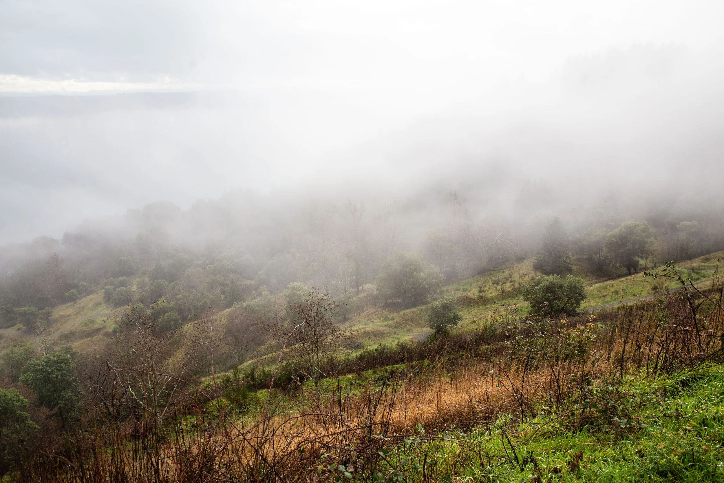 Planning a DogFriendly Trip to Vashon Island