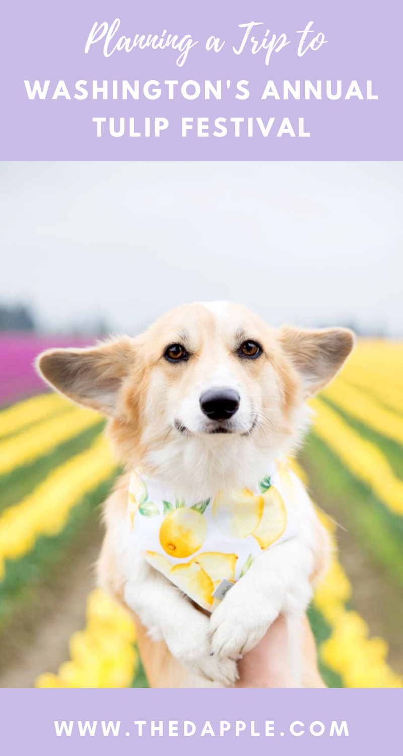 Bringing a Dog to the Skagit Valley Tulip Festival