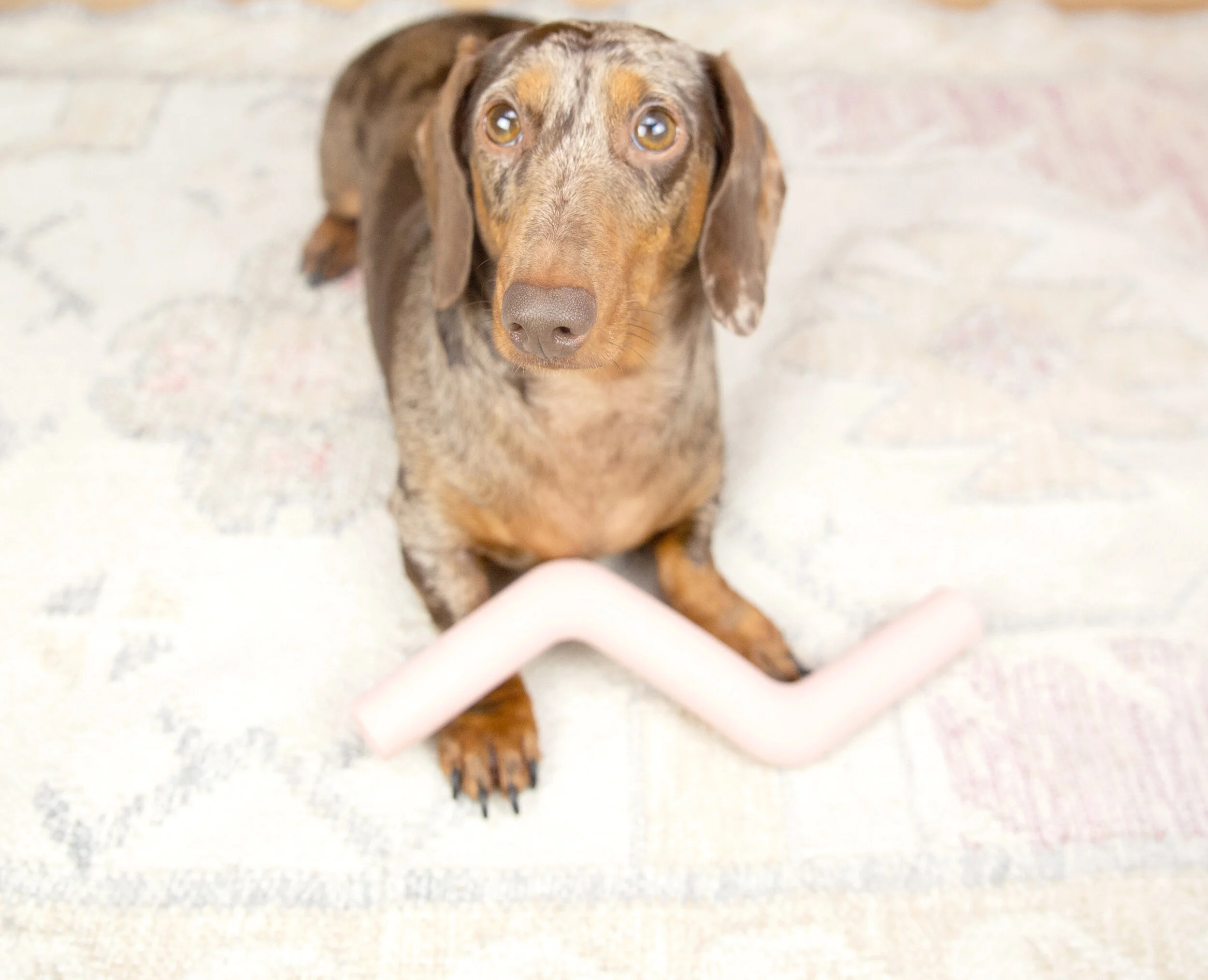 We Bought Wild One's InstaWorthy Dog Toys Here's Our Review