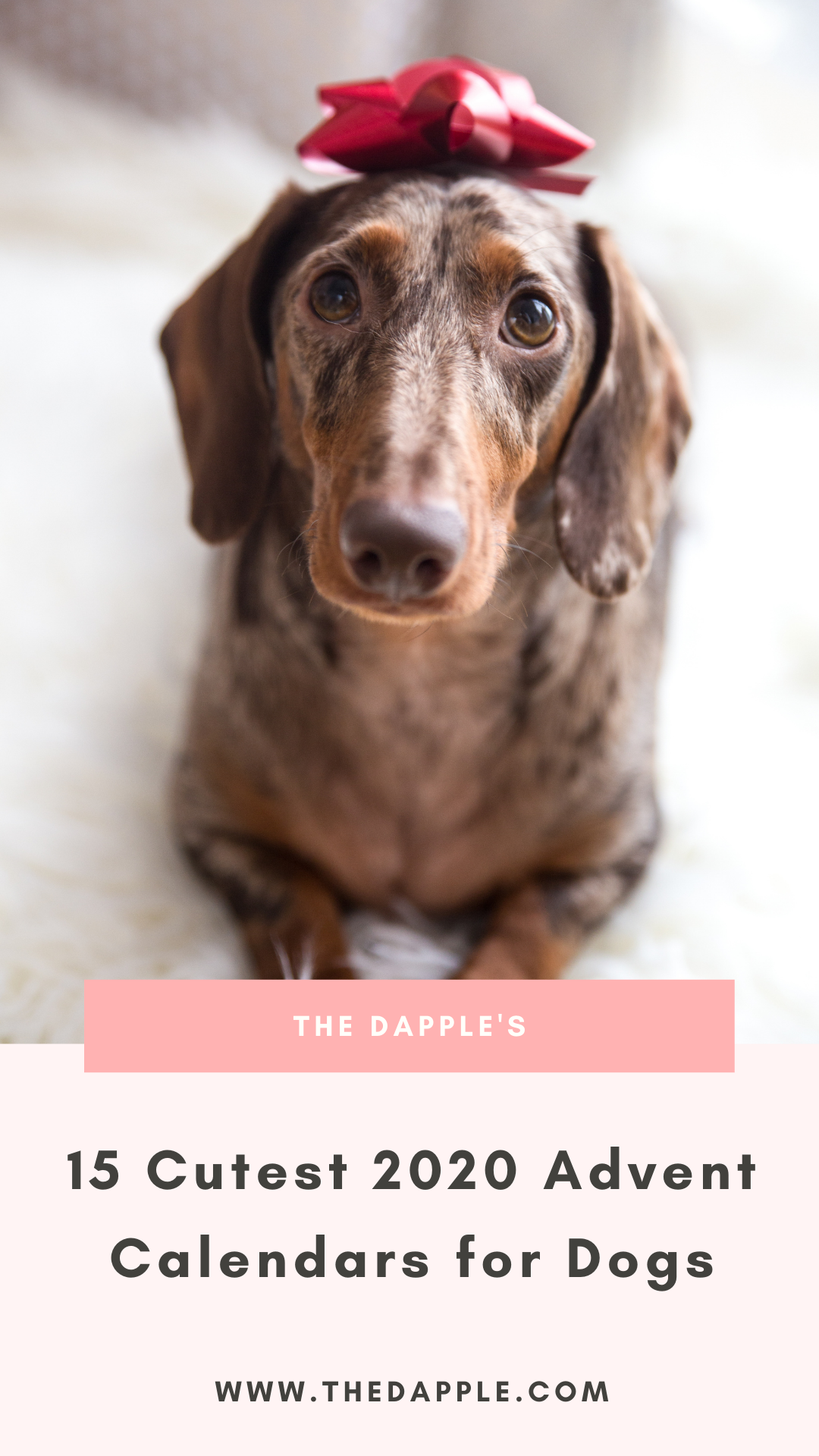 15 Best Dog Advent Calendars of 2020