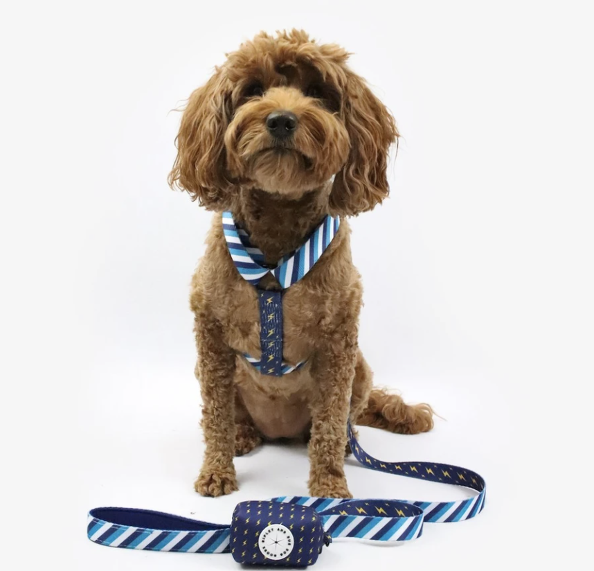 Ripley and Rue Dog Harness in The Dapple's Black Friday Sales Round Up for Dog Lovers Including Dog Treats, Dog Toys, and Dog Beds on Sale