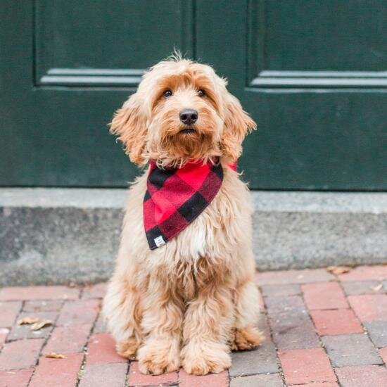 Foggy Dog Bandana in The Dapple's Black Friday Sales Round Up for Dog Lovers Including Dog Treats, Dog Toys, and Dog Beds on Sale