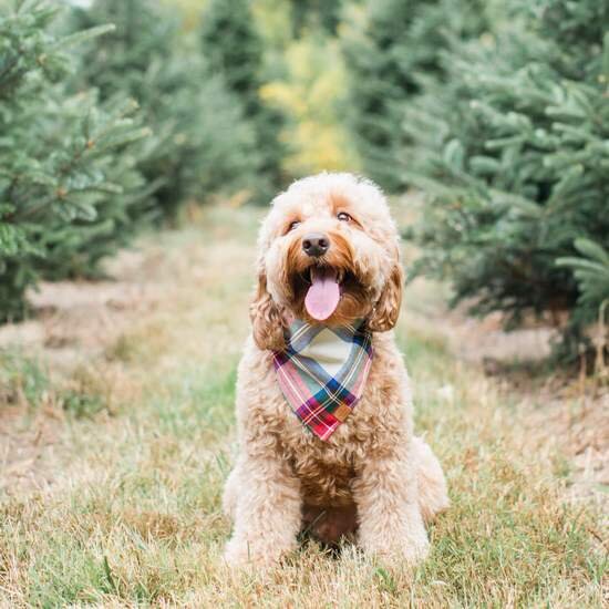 Foggy Dog Bandana in The Dapple's Black Friday Sales Round Up for Dog Lovers Including Dog Treats, Dog Toys, and Dog Beds on Sale