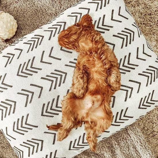 Foggy Dog Bed in The Dapple's Black Friday Sales Round Up for Dog Lovers Including Dog Treats, Dog Toys, and Dog Beds on Sale
