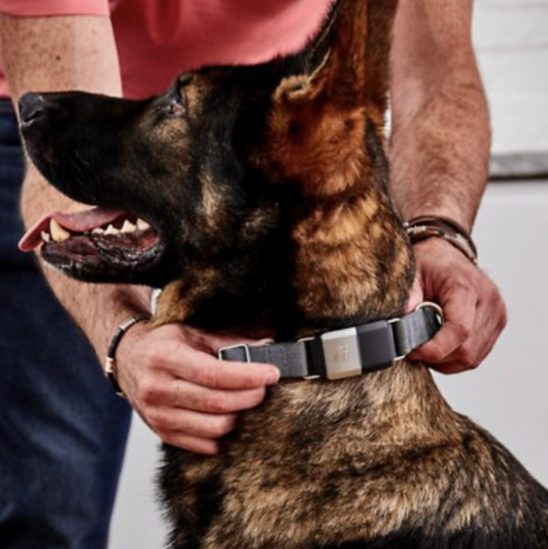 Chewy Dog Collar Tracking in The Dapple's Black Friday Sales Round Up for Dog Lovers Including Dog Treats, Dog Toys, and Dog Beds on Sale