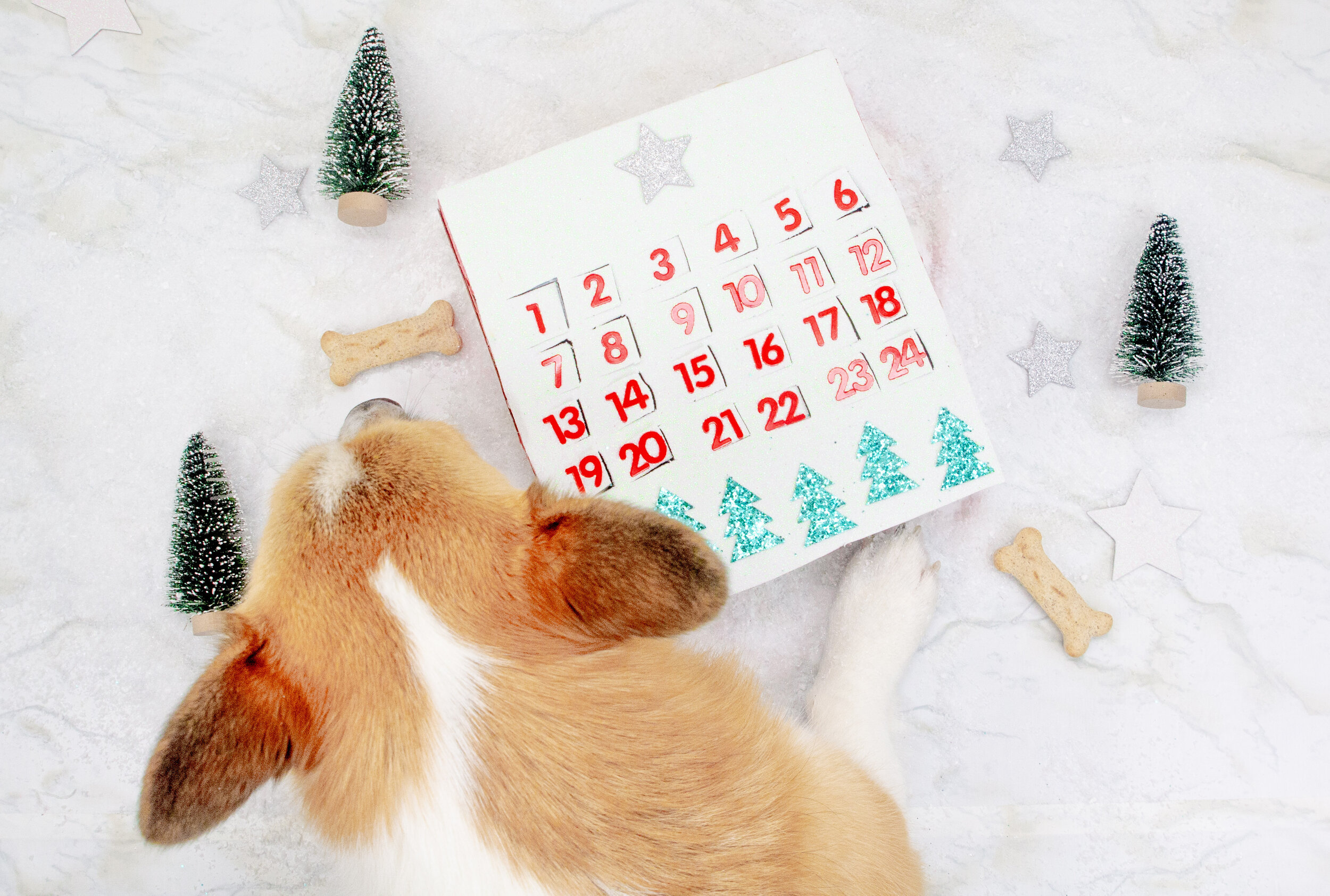 https://images.squarespace-cdn.com/content/v1/58909dda6b8f5ba2eda09210/1606759694428-AC3UI28GMWI5GHH3Z9EN/DIY+Dog+Advent+Calendar+on+The+Dapple%3A+Homemade+Dog+Treat+Advent+Calendar+DIY