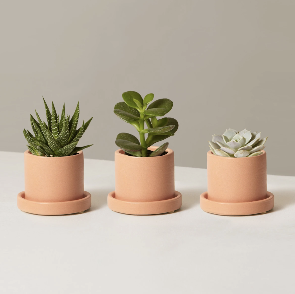 Succulent Trio from The Sill