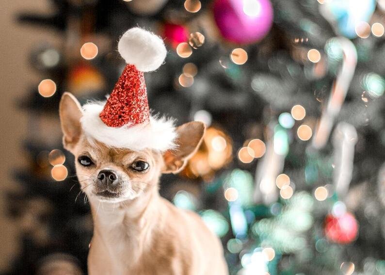 Buster's Party Shop Dog Santa Hat