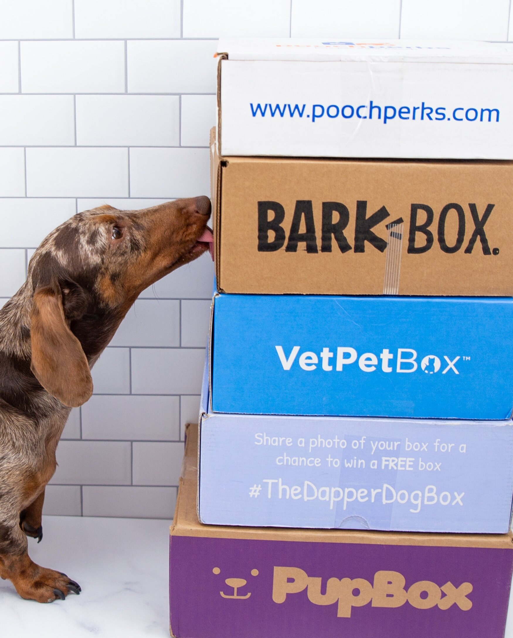 BarkBox - The Monthly Dog Toy and Treat Box