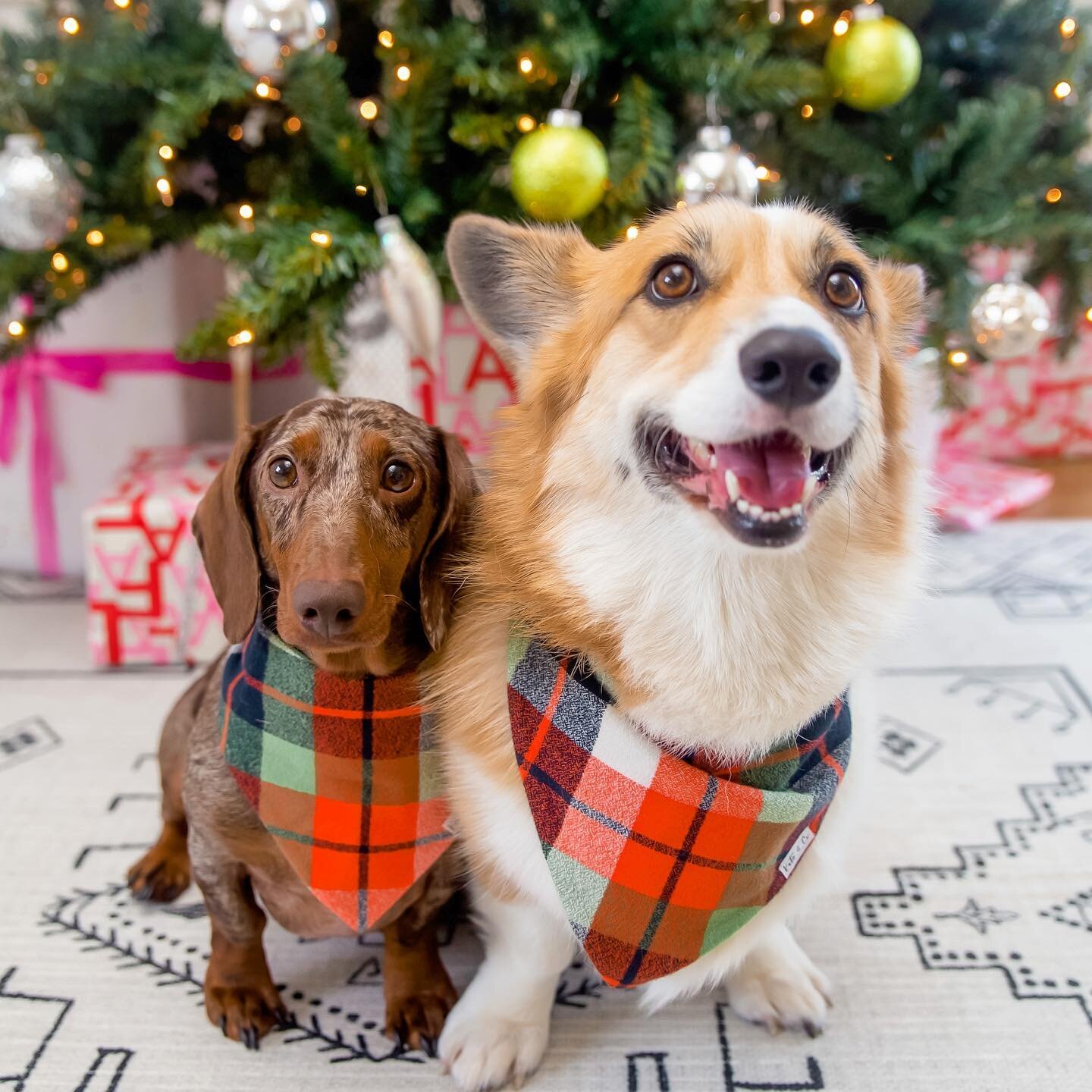 Fun fact: if you want your Christmas tree to look extra tall in pictures, put a dachshund and corgi in front of it. 👌🏻🎄 ALSO it is the last day to enter our huge small business giveaway which has basically everything you need for every dog and dog