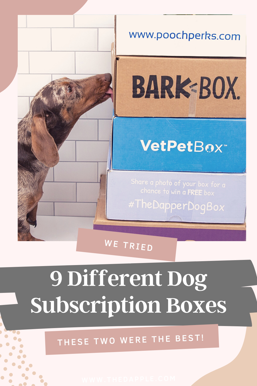 What Is The Best Monthly Dog Box