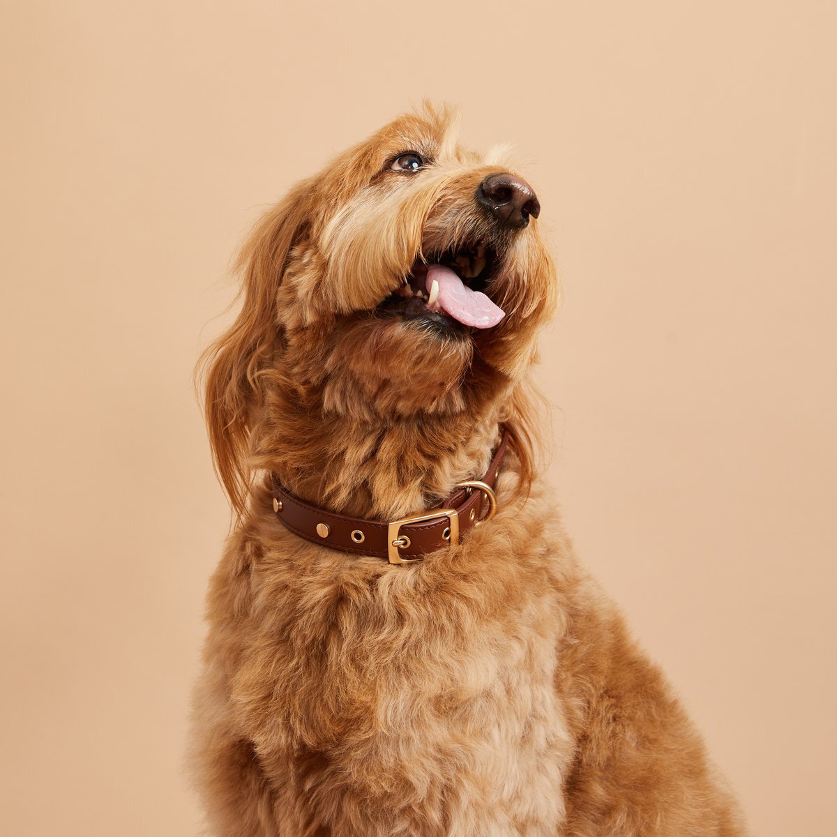 Harry Barker Dog Collar On Sale in The Dapple's Best Labor Day Weekend Sales, Deals, and Promo Codes for Dog Owners, Dog Lovers, and Dogs