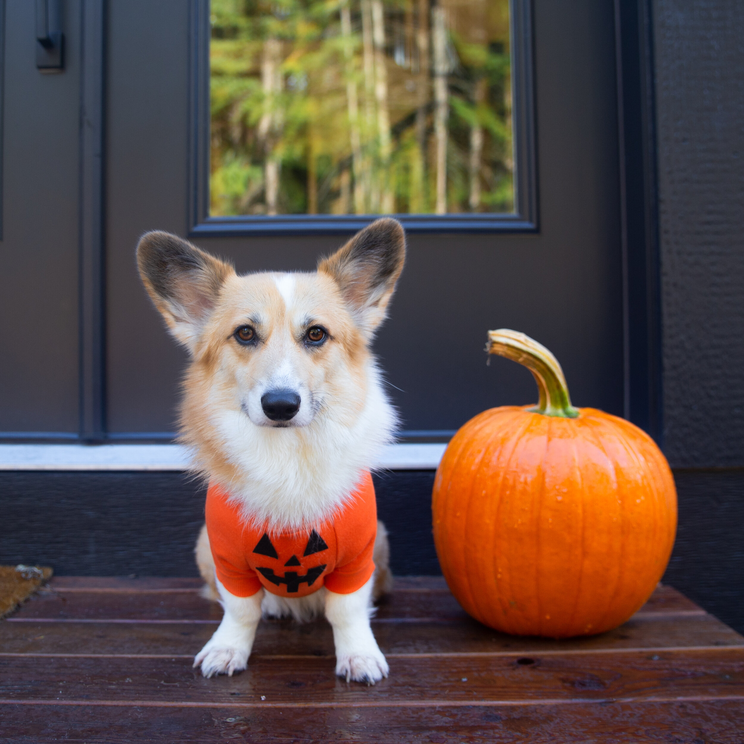 adorable halloween costumes for dogs