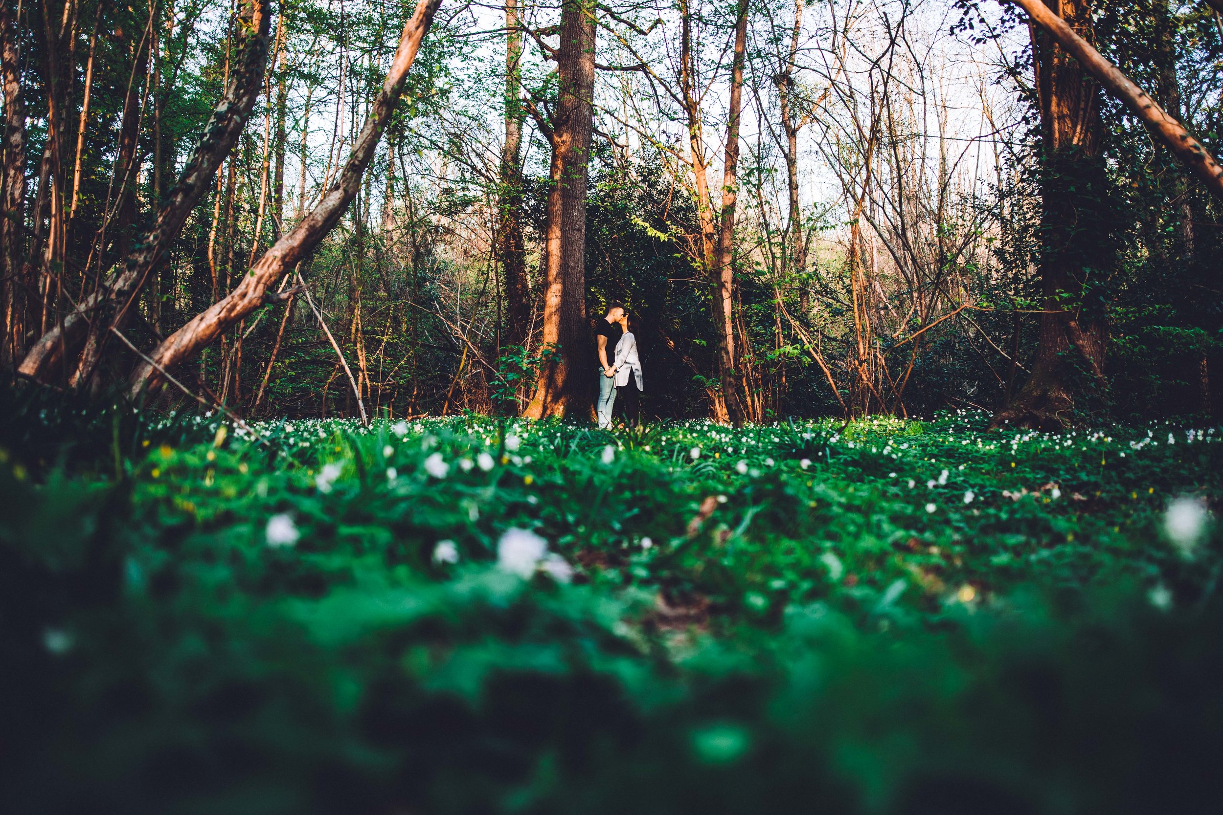 A Walk in the woods