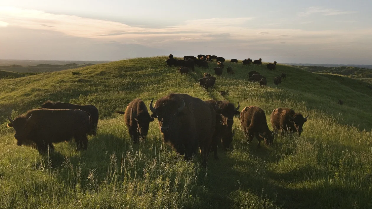photo taken by Chris Helzer, The Nature Conservancy