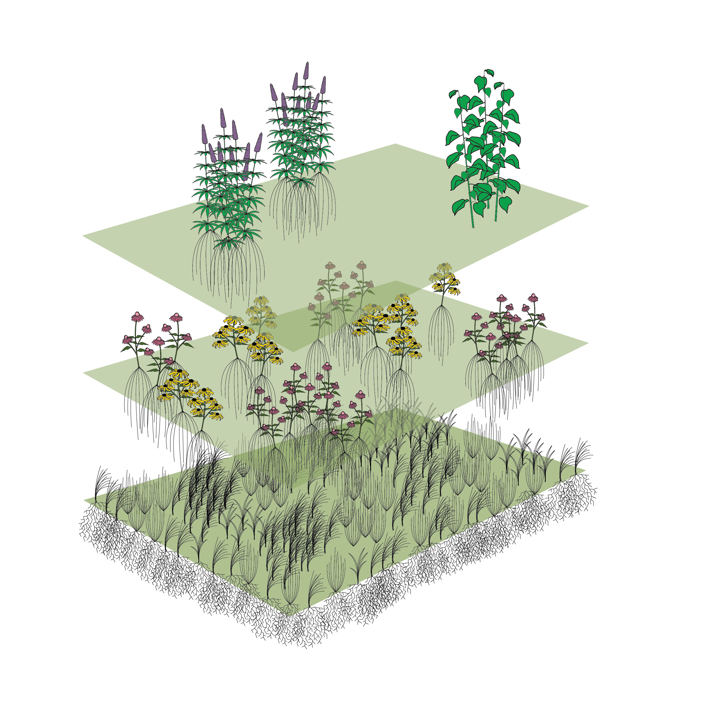 Our three-layered approach involves native grass seed on the bottom layer, wildflower plugs on the second, and more structural plants (often potted) on the third, or top, layer. Illustration by Steve Heymans.