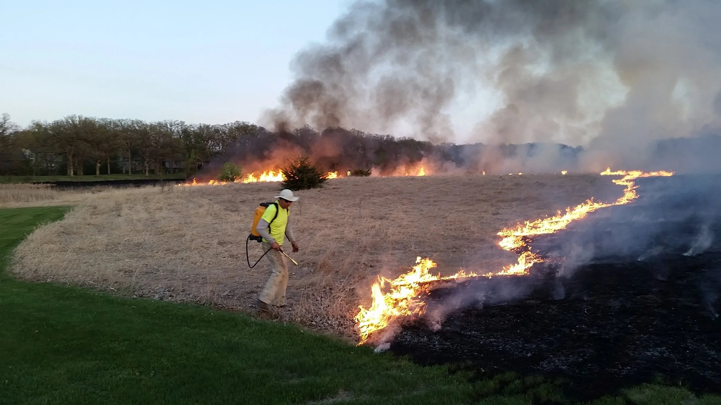 Eliminating Reed Canary grass is the first step in restoring a wetland to native plants. At Klinefelter Park in St. Joseph, we began by spraying the Reed Canary grass with Glyphosate. We continued spraying the grasses throughout the summer before we burned and seeded this wetland in the fall of 2016. 