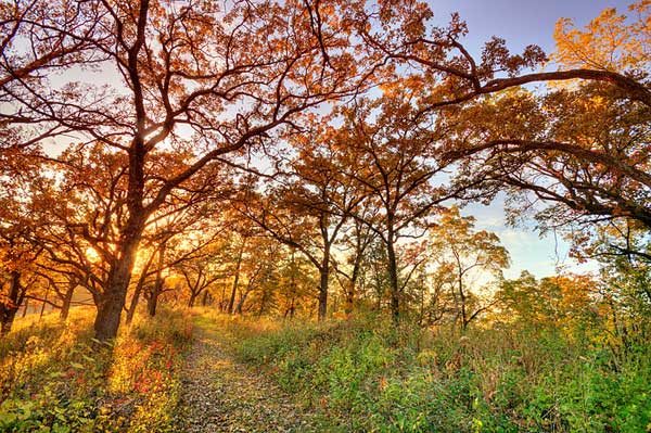 The Oak Savanna is a biome that has evolved in the midwest since the last Ice Age some 12,000 years ago. It is characterized by a canopy that provides less than 50% shade in the summer.