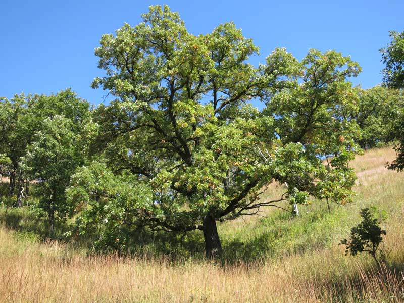 Bur Oak is the signature tree of the oak savanna. It is in the White Oak family, and can live more than 200 years. It is among the longest living plants in the midwest. 