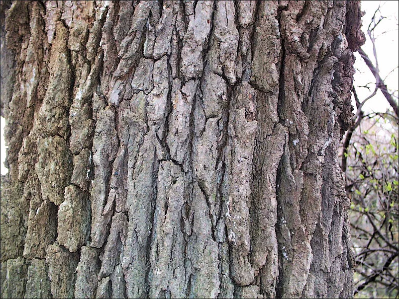 The deeply-fissured bark of the Bur Oak, which functions like the ribs of a radiator, has evolved as an adaptation to fire. 