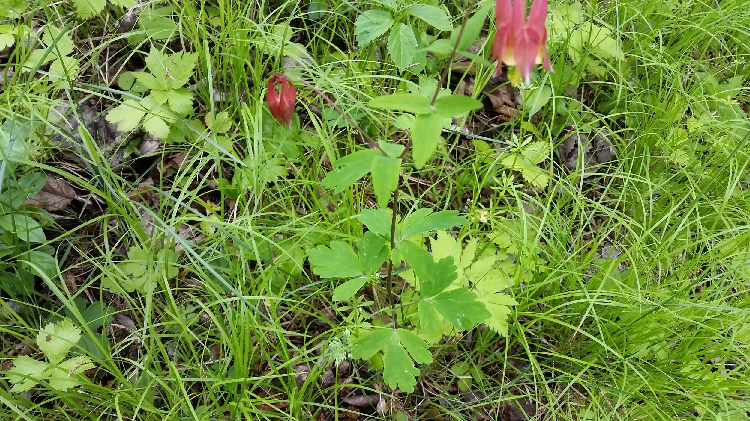 After clearing a thick understory of invasive plants such as Buckthorn and Honeysuckle, native plants came back on their own, seen here in this photo. Such sedges (the grass-like plant) and Columbine (the three-leaved, flowering plant) are natives t…