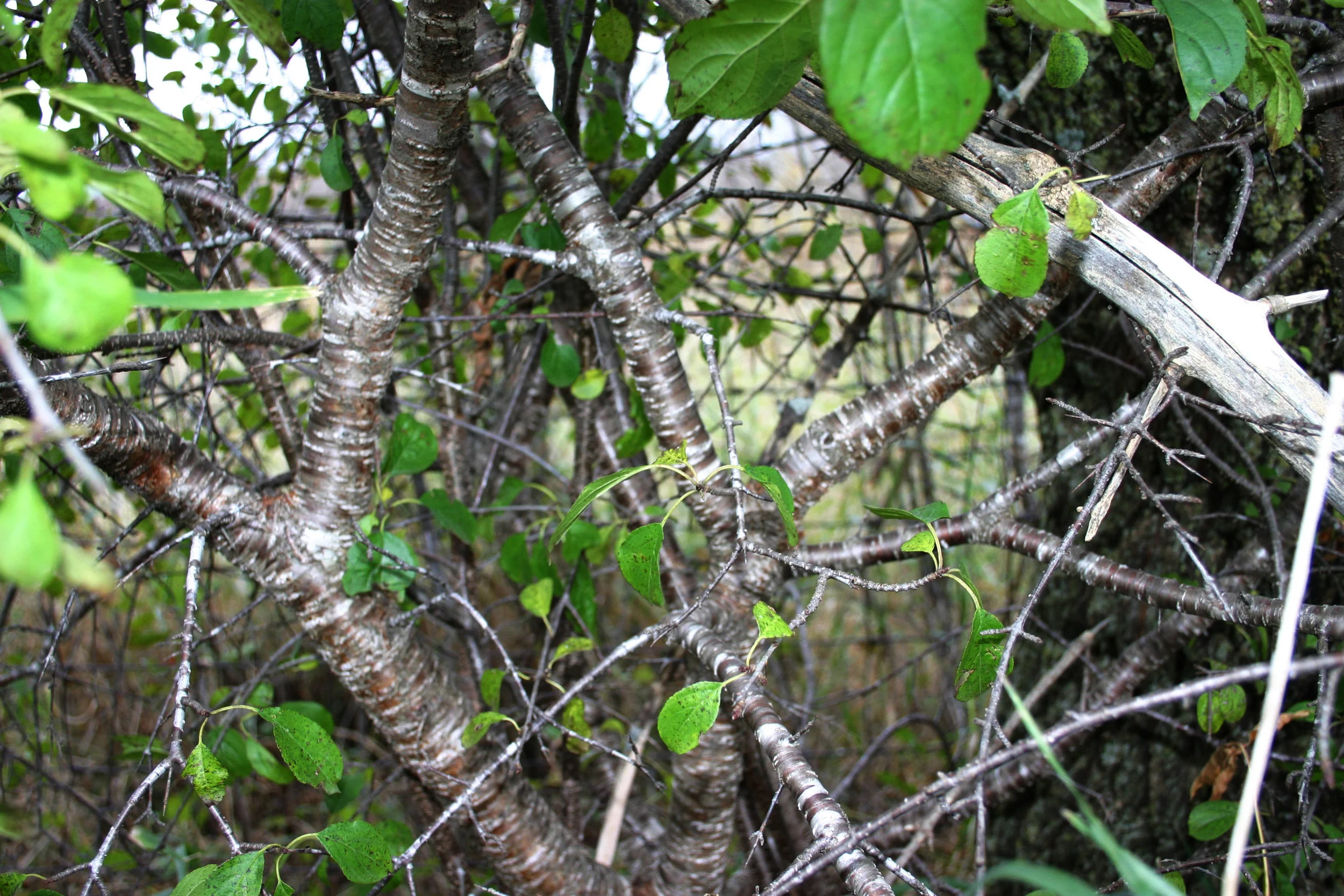 Buckthorn is an invasive plant that will take over a whole understory of a woodland or Oak Savanna, leaving it inaccessible to human and non-human creatures alike.