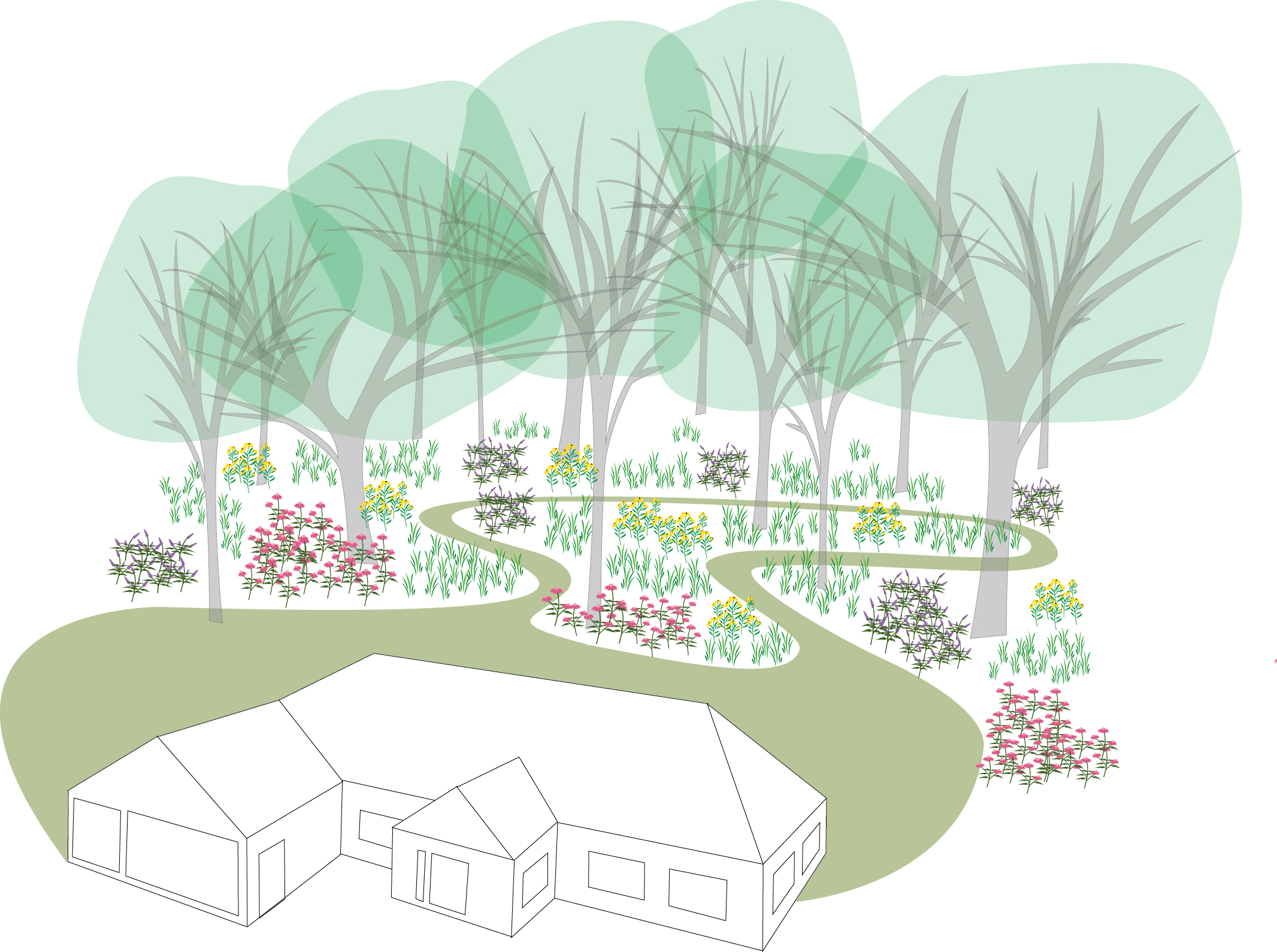Restoring a woodland begins with an act of the imagination as it often hard to see through a dense understory what potential lies there. As this illustration suggests, clearing the understory, thinning out the canopy, restoring the ground cover, and creating paths can make the woodland part of your residential landscape. Illustration by Steve Heymans.