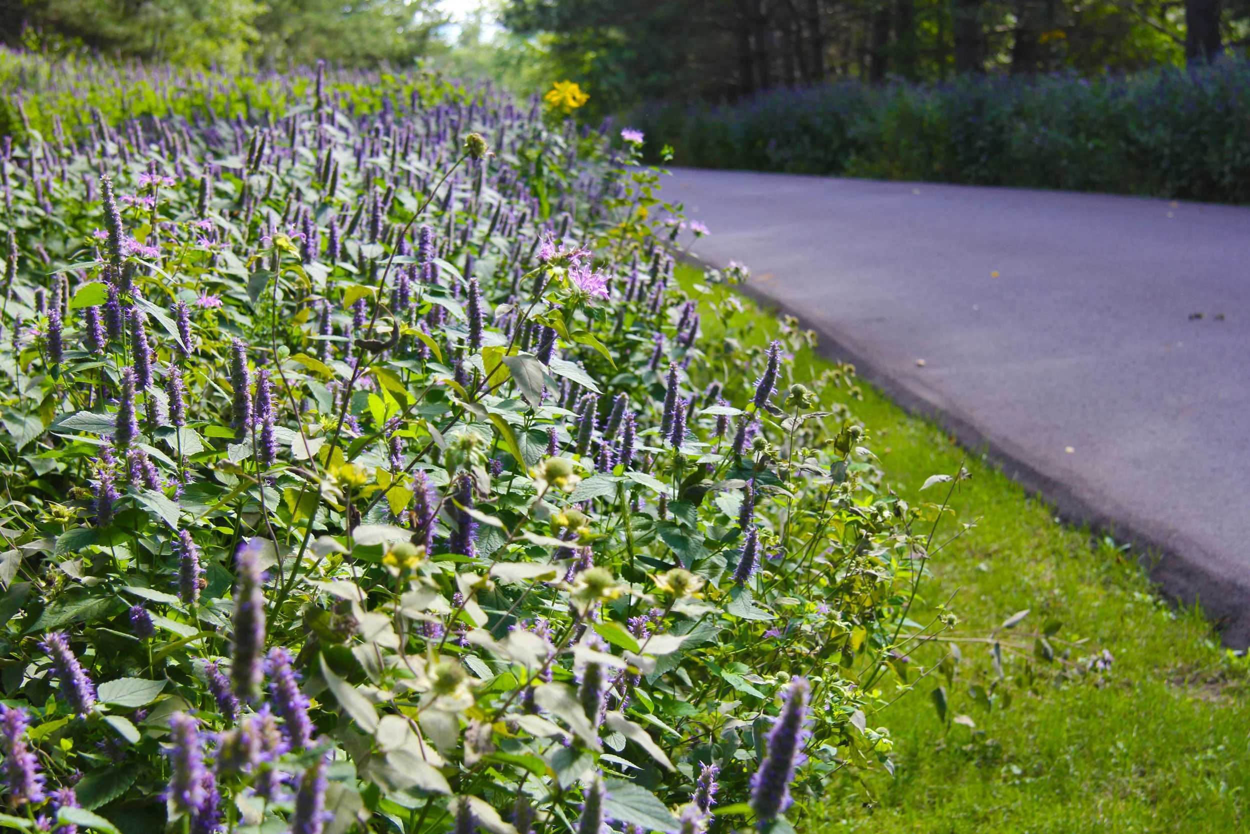 Cress driveway copy.JPG