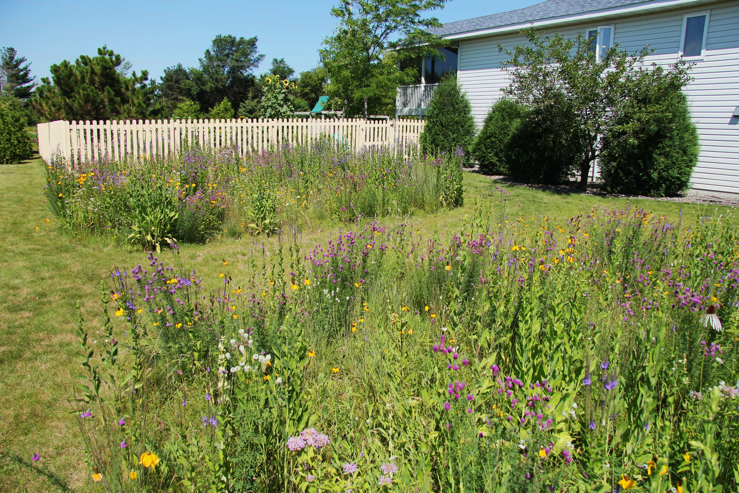 This prairie plot was done exclusively by seed in poor soil conditions. There are very few weeds in this plot, and the homeowners have not weeded it since it was seeded (in 2011). The only work the homeowners have done is to cut it down at the end of the season. 