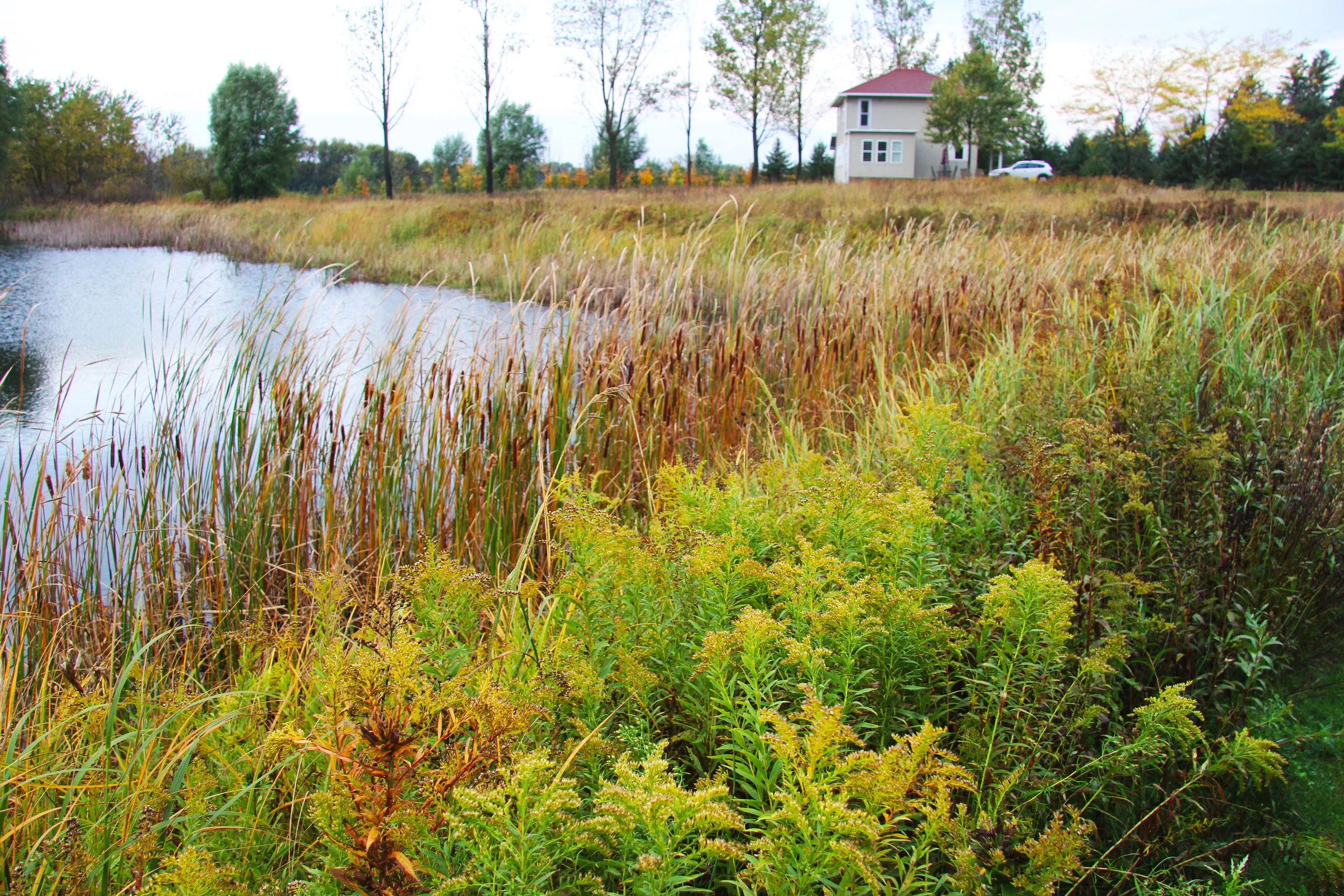 We had this pond dug and, over time, seeded it with wetland grasses and flowers--Cord Grass, Indian Grass and Goldenrod.
