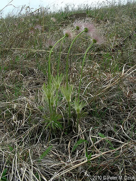 Pasque flower is a very delicate, leaning when the wind blows. 