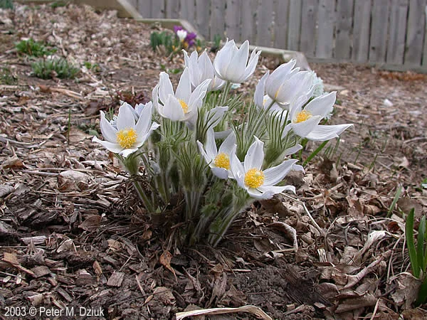 pulsatilla-nuttalliana late spring.jpg