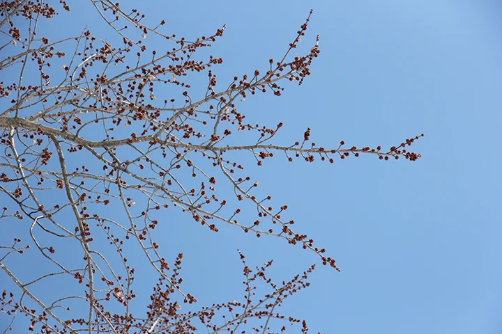 I wish I could have photographed this Silver Maple with all the snow around it, but I had to look pretty much straight up to capture the buds on this tree on the edge of St. Joseph.