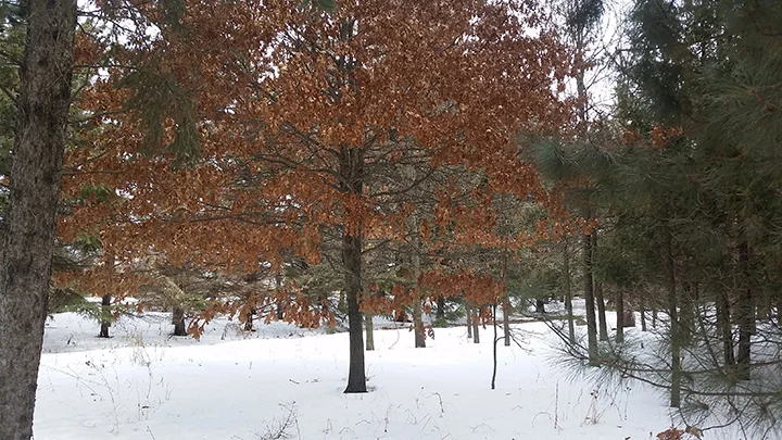 I took this photo yesterday, April 11, 2018 of a Pin Oak in our grove. By now, it would have dropped all its leaves.
