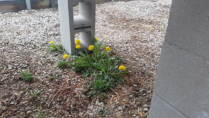 I took this photo in the greenhouse yesterday, April 11, 2018, which serves as a reminder of what it would look like outside. On an average year, dandelions would be beginning to bloom about now, reaching full bloom in the third week of April. 