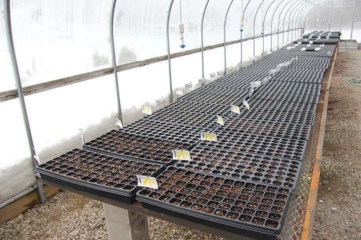 Each one of these pots has been filled with a potting mix, and then seeded with wildflower or native grass seeds. Even though they've been watered, some for a month now, only the cool season plants are germinating. This time of year, with the sun getting higher, the temperature in a greenhouse will get over 100 degrees. So, we must have a thermostatically controlled ventilation system that kicks in to prevent overheating. Oddly, a big challenge to managing a greenhouse is keeping it from overheating. 