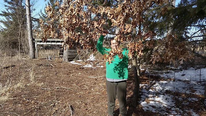 This photo of a Pin Oak was taken yesterday, April 19th, just behind our greenhouse. Pictured under it is Jeff Evander, an employee.