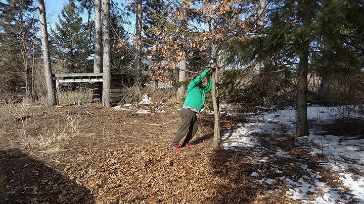 As you can see, after shaking the tree, 90% of its leaves are now on the ground.