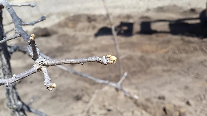 At the tip of this Bur Oak branch you can see the buds beginning to swell. That means this tree is active, and yet we have many of them that we need to ball and burlap, pot, or transplant. So we hustled on Friday, May 4th, to get this done, thinking that by Monday, it may be too late to dig up trees.