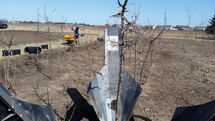 These crooked sticks in the ground are Bur Oaks. It's hard to grow a straight one, so we plant many of them and then go through them when they get to a certain size, separating the crooked ones from the fairly straight ones. 