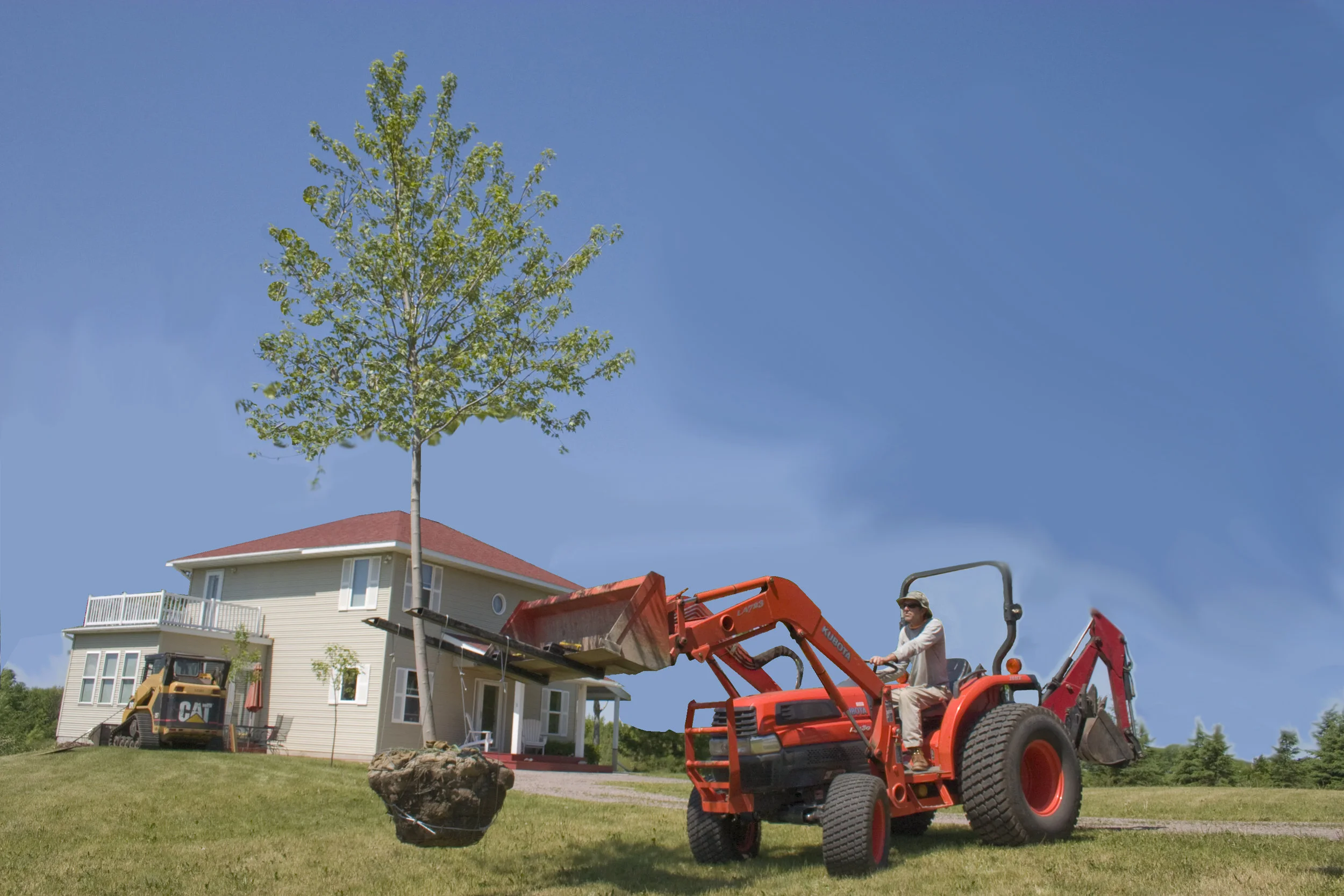 Here's a photo taken years ago of a balled and burlapped tree that we are about to plant in the yard of the house behind. Our tree spade, which allows us to ball and burlap, allows us to dig up the trees before they become active, and then plant them throughout the rest of the spring, summer, and fall.