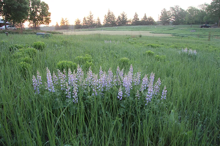 Lupines resized.jpg