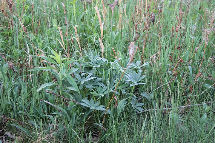 Lupine not burned resized.jpg