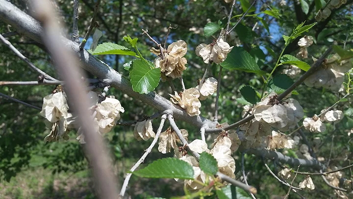 Here is a closeup of a Siberian Elm that has begun dropping its seeds. Its leaves look like the American Elm, only much smaller. Its seeds look like a miniature fried egg (sunny side up). 