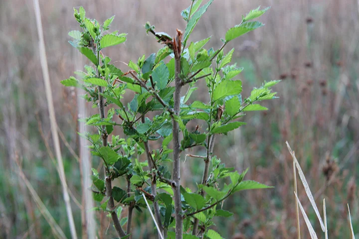 Siberian Elm in Prairie resized.jpg