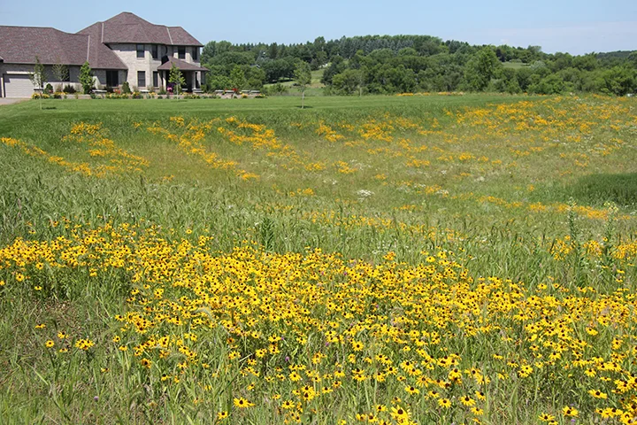 This homeowner used to mow this, and three other equally large areas, totally over four acres of mowing. She hired us to put it in prairie and now, instead of spending half of her Saturday mowing, she now enjoys the wildflowers of her prairie. 