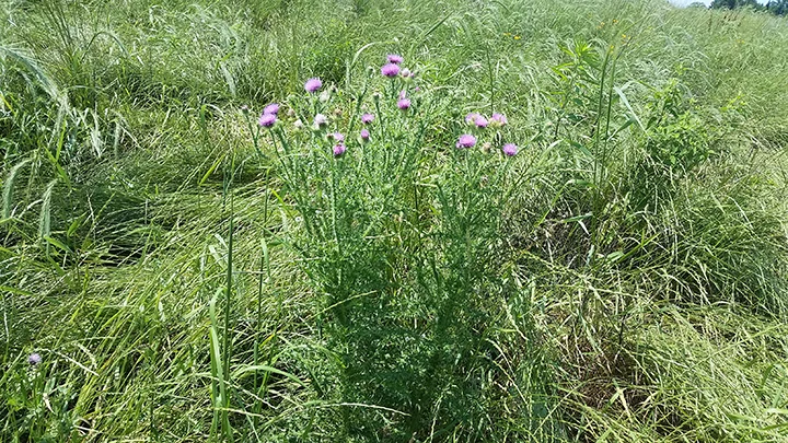 This is Bull Thistle. Its stem is larger and thicker than Canada thistle and its needles are longer and more menacing. One finds the solitary Bull Thistle plant in a prairie, unlike the large patches characteristic of Canada Thistle. 