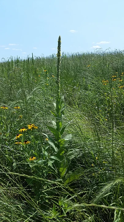 The Mullein in this prairie was not common, but it has the potential to spread. You can see its seeds at the top of the plant. It's a strange, exotic-looking plant that came from Greece, so I recall reading. One gets a good sense of the native grasses we slogged through to get to the weeds. 