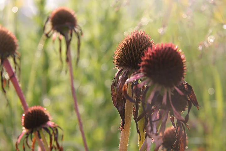 The petals of the Purple Coneflower are fading, but the seed heads endure. Their darkness, size, and symmetry (indeed mathematical symmetry) add to the visual texture of the prairie.