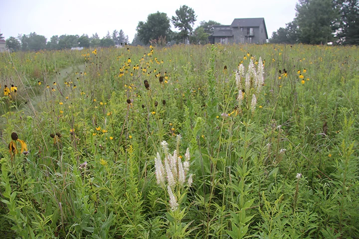 We could use more white in the prairie this time of year. And that is what the Culver's Root flower provides. I seeded this prairie about eight years ago, and this is the first year that the Culver's Root has shown itself this dramatically. 
